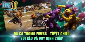đá gà Thomo FIVE88