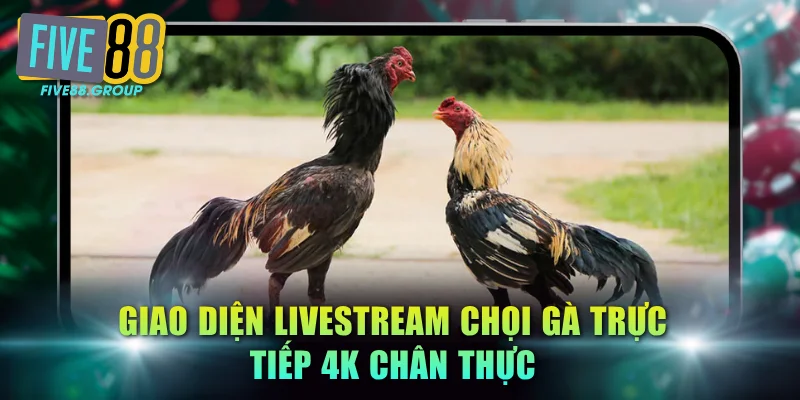 Giao diện livestream chọi gà trực tiếp 4K chân thực