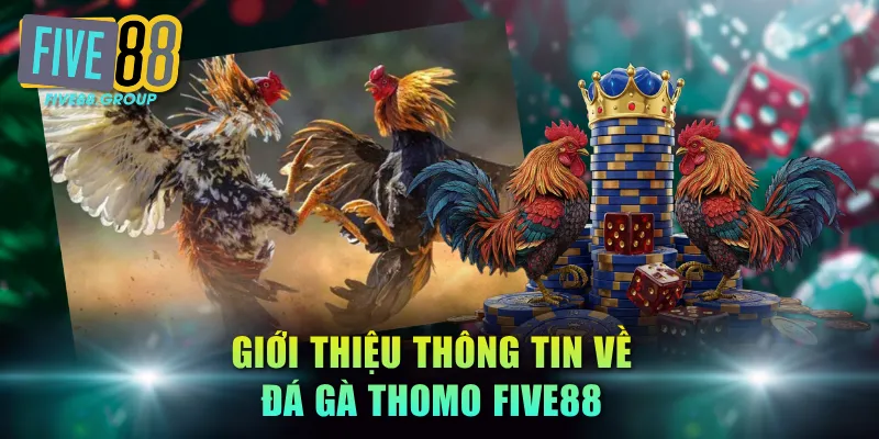 Giới thiệu thông tin về đá gà Thomo FIVE88