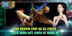 chơi đá gà FIVE88