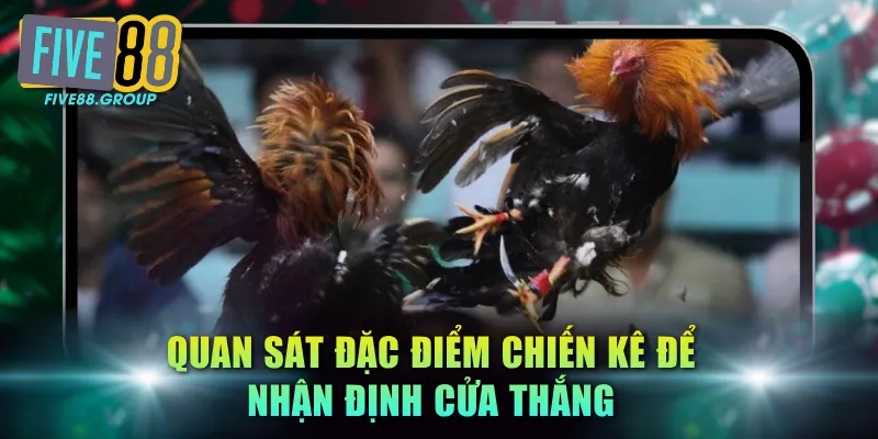 Quan sát đặc điểm chiến kê để nhận định cửa thắng