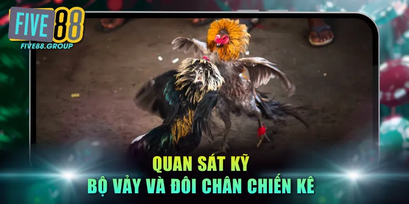 Quan sát kỹ bộ vảy và đôi chân chiến kê