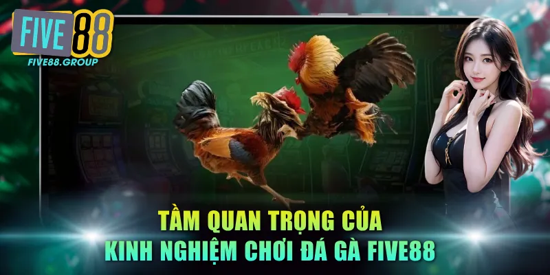 Tầm quan trọng của kinh nghiệm chơi đá gà FIVE88