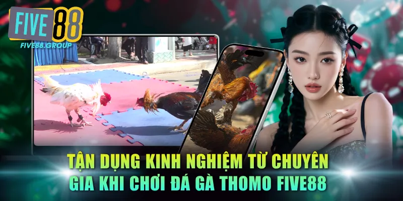 Tận dụng kinh nghiệm từ chuyên gia khi chơi đá gà Thomo FIVE88